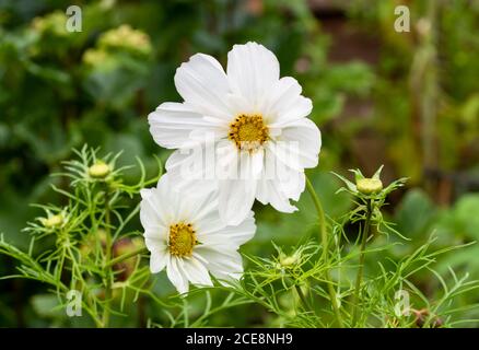 Nahaufnahme von zwei weißen Blüten von Cosmos bipinnatus `'Sea Shells` gemischt. Federleichtes grünes Laub und weiße Blüten nach Regen. Stockfoto